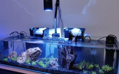 Best Aquarium Light for Planted Tank: PAR, Depth and Cost