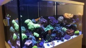 PAR Requirements for SPS LPS and Softies: Expert Best Guide