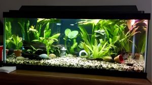 How to Set Up a Planted Tank: Step by Step for Beginners