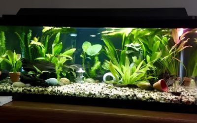 How to Set Up a Planted Tank: Step by Step for Beginners