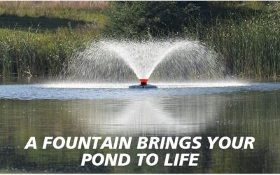 Pond Pump Buying Guide for Beginners: Trusted Expert Tips