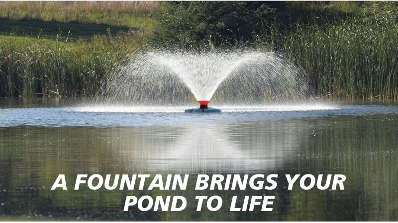 pond pump buying guide for beginners