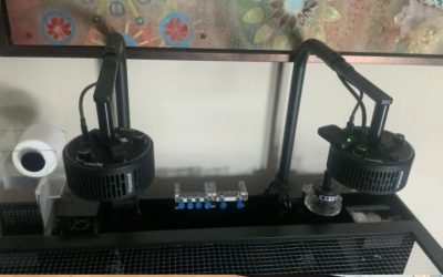 Popbloom RL180 vs Kessil A360XE Value Comparison: Top Tested