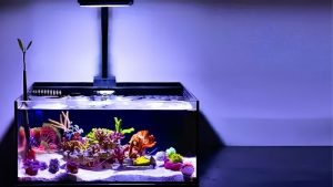 Best Nano Reef Tank Kit: Options Compared by the Numbers
