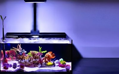 Best Nano Reef Tank Kit: Options Compared by the Numbers