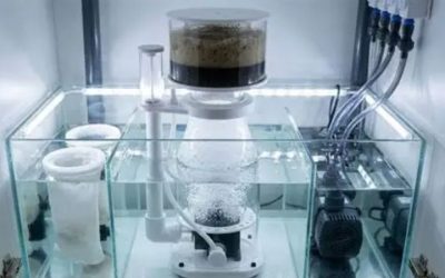 Protein Skimmer Setup and Tuning Guide: Best Expert Picks