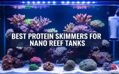 Best Protein Skimmer for Reef Tank: Compared by Numbers