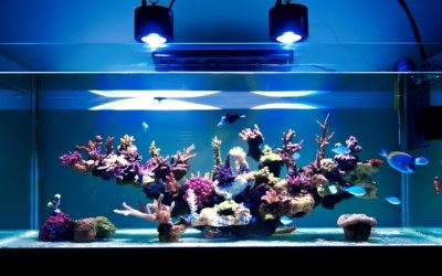 Best Kessil LED Light for Reef Tank: How to Pick by Size