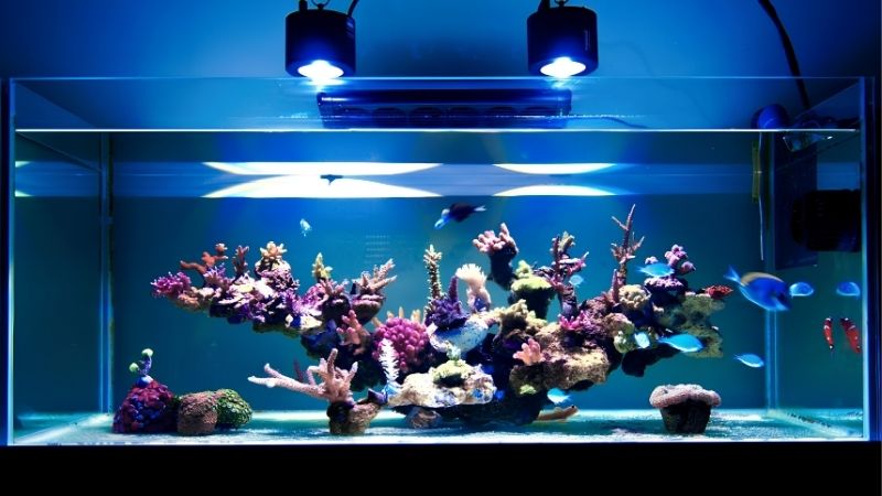 Reading the Kessil lineup by tank size