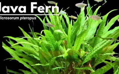 Java Fern Care Guide: How It Grows and What to Watch For