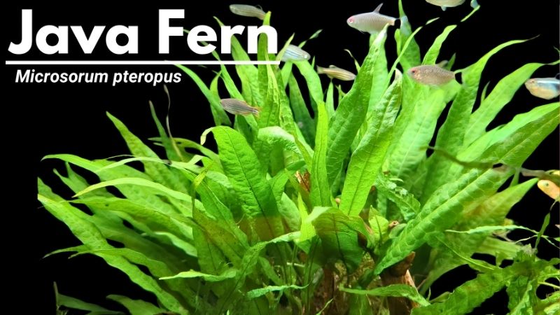 Rhizome, Light and What Java Fern Actually Needs