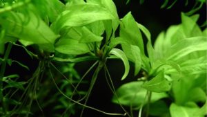 Amazon Sword Plant Care: How It Grows and What to Watch