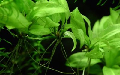 Amazon Sword Plant Care: How It Grows and What to Watch
