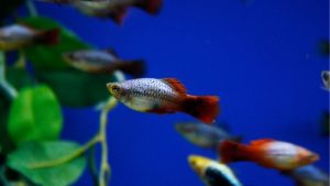 Platy Tank Mates: A Hard-Water Community Guide