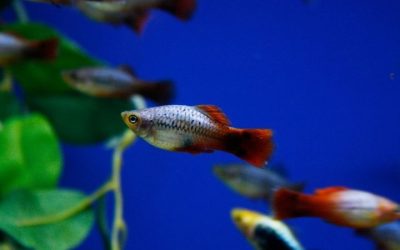 Platy Tank Mates: A Hard-Water Community Guide