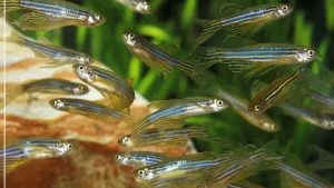 Zebra Danio Tank Mates: Match Speed and Temperature