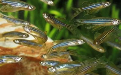 Zebra Danio Tank Mates: Match Speed and Temperature
