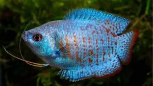 Pearl Gourami Tank Mates: Compatibility by Zone