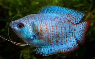 Pearl Gourami Tank Mates: Compatibility by Zone