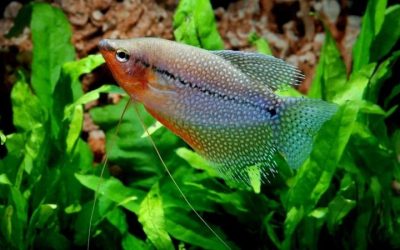 Pearl Gourami Care: Space, Plants and Peaceful Tankmates