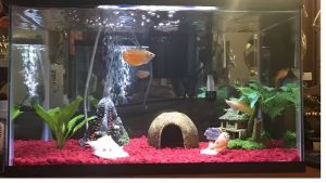 Best Heater for 10 Gallon Tank: Watts, Fit and Safety Tips