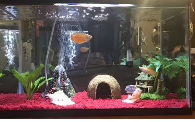 Best Heater for 10 Gallon Tank: Watts, Fit and Safety Tips