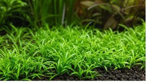 Cryptocoryne Care Guide: Melt, Light and Root Feeding Rules