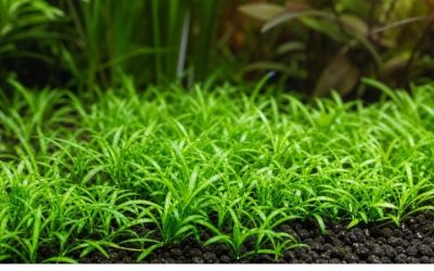 Cryptocoryne Care Guide: Melt, Light and Root Feeding Rules