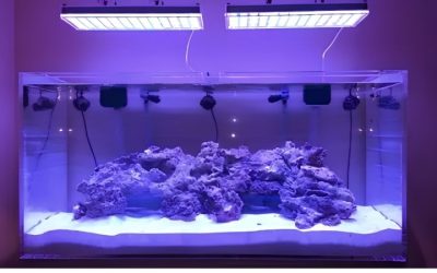 Best Full Spectrum LED for SPS Coral Tanks: How to Pick