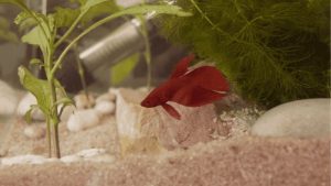 Betta Fish Hiding All Day: Causes, Checks and How to Fix It
