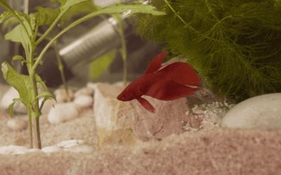 Betta Fish Hiding All Day: Causes, Checks and How to Fix It