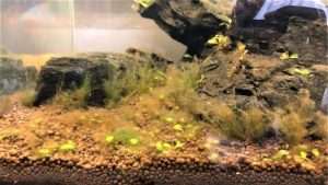 Brown Algae in New Aquarium Tanks: Diatoms and Patience