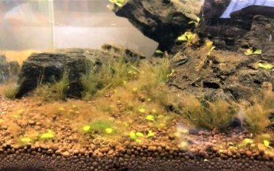 Brown Algae in New Aquarium Tanks: Diatoms and Patience