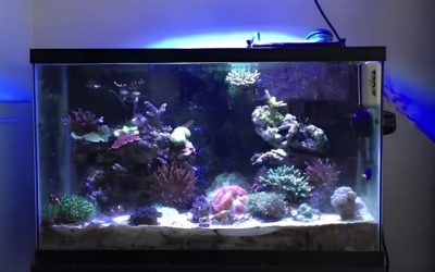 Reef Tank Water Parameters: Chart, Targets and Correction