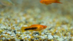 Fish Staying at Bottom of Tank: Read the Water Numbers First