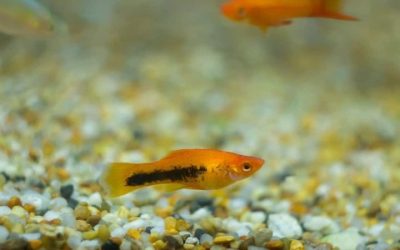 Fish Staying at Bottom of Tank: Read the Water Numbers First