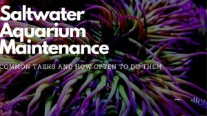 Aquarium Maintenance Schedule: Tasks by Week, Month and Year