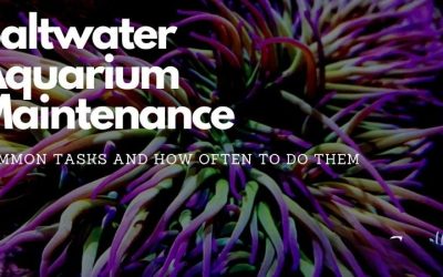 Aquarium Maintenance Schedule: Tasks by Week, Month and Year