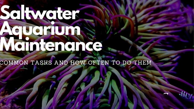 The Aquarium Maintenance Schedule Table