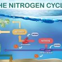 The Aquarium Nitrogen Cycle Explained for Beginners