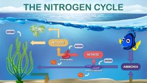 The Aquarium Nitrogen Cycle Explained for Beginners