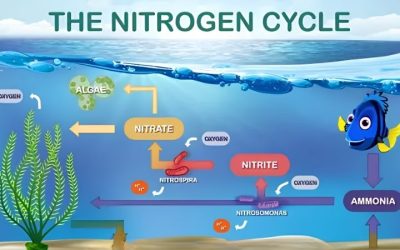 The Aquarium Nitrogen Cycle Explained for Beginners