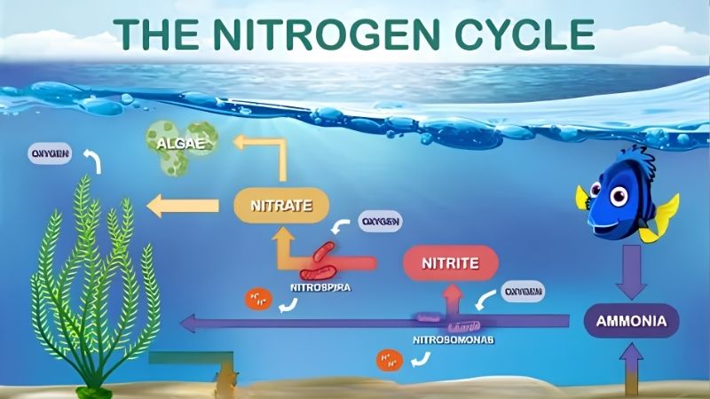The Aquarium Nitrogen Cycle Explained in Stages