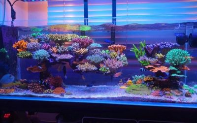 Best LED Mounting Arm for Reef Lights: How to Choose It