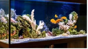 Aquarium Stocking Calculator: Numbers and How to Use It