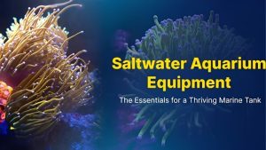 Saltwater Aquarium Equipment Checklist: Numbers and Cost