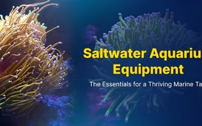 Saltwater Aquarium Equipment Checklist: Numbers and Cost