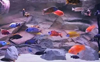 African Cichlid Tank Mates: Chart, Numbers and How to Use It