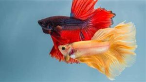 9 Best Betta Fish Tank Mates: Compatible Species Guide