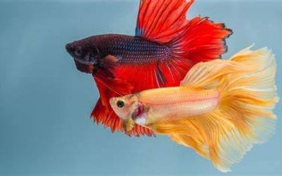 9 Best Betta Fish Tank Mates: Compatible Species Guide